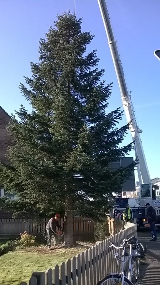 Weihnachtsbaum