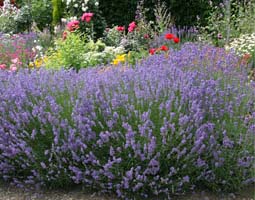 Lavendel