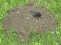 Ein Maulwurf in seinem Hügel