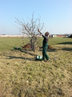 Baum Anpflanzung 2016 03