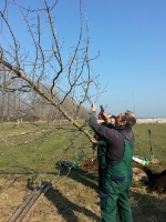 Baum Anpflanzung 2016 05