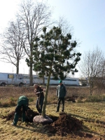 135 Jahre Gartenbauverein - Baum Anpflanzung 2016