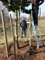 Baum Anpflanzung 2016 09