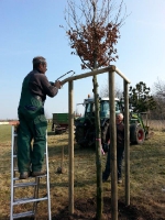 Baum Anpflanzung 2016 10