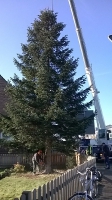 Weihnachtsbaum_2014_04