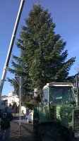 Weihnachtsbaum_2014_09