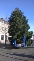 Weihnachtsbaum_2014_14