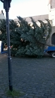 Weihnachtsbaum_2014_17