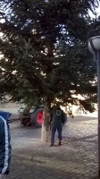 Weihnachtsbaum_2014_23