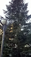 Weihnachtsbaum_2014_31
