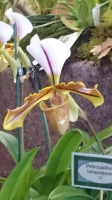 Orchideen_2015_0342