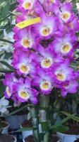 Orchideen_2015_0344