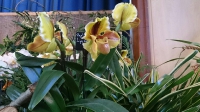 Orchideen_2015_0346