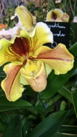 Orchideen_2015_0348
