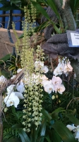 Orchideen_2015_0356
