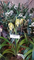 Orchideen_2015_0357