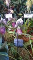 Orchideen_2015_0358