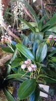 Orchideen_2015_0359