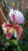 Orchideen_2015_0360