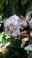 Orchideen_2015_0361