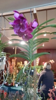 Orchideen_2015_0380