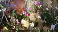 Orchideen_2015_0384