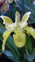 Orchideen 2015