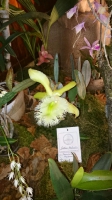 Orchideen_2015_0391