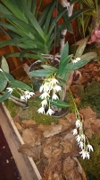 Orchideen_2015_0392