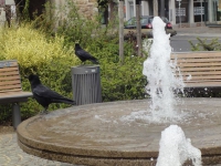 Springbrunnen am Wokinghamplatz