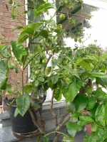 Familie Emwalomas 14