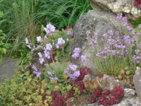 Giesecke6