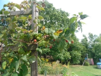 11 - Zwergengruppe 02-09-2012