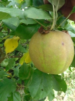 36 - Zwergengruppe 02-09-2012